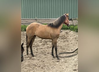 Paint Horse, Merrie, 1 Jaar, 150 cm, Buckskin