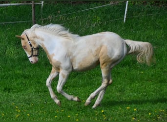 Paint Horse, Merrie, 1 Jaar, 150 cm, Champagne