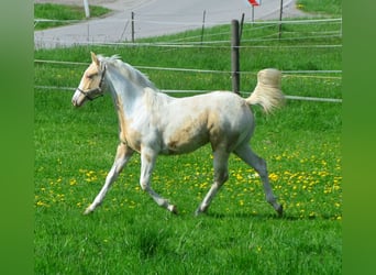 Paint Horse, Merrie, 1 Jaar, 150 cm, Champagne