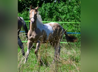 Paint Horse, Merrie, 1 Jaar, 150 cm, Champagne