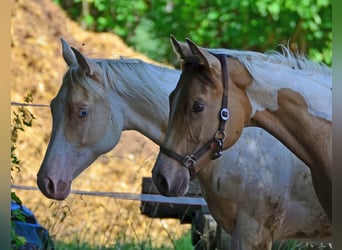Paint Horse, Merrie, 1 Jaar, 150 cm, Champagne