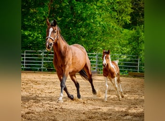 Paint Horse, Merrie, 1 Jaar, 150 cm, Gevlekt-paard
