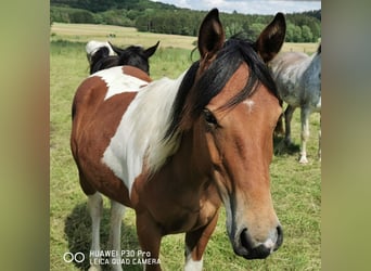 Paint Horse, Merrie, 1 Jaar, 150 cm, Gevlekt-paard