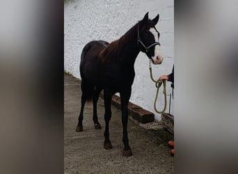 Paint Horse, Merrie, 1 Jaar, 150 cm, Overo-alle-kleuren