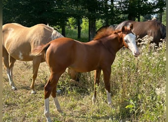 Paint Horse, Merrie, 1 Jaar, 150 cm, Overo-alle-kleuren