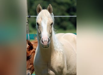 Paint Horse, Merrie, 1 Jaar, 150 cm, Palomino