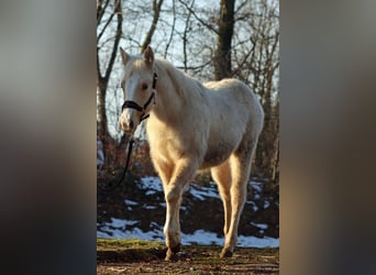 Paint Horse, Merrie, 1 Jaar, 150 cm, Palomino