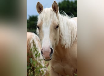 Paint Horse, Merrie, 1 Jaar, 150 cm, Palomino