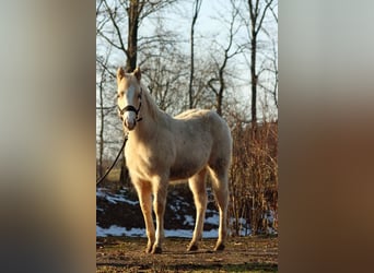 Paint Horse, Merrie, 1 Jaar, 150 cm, Palomino