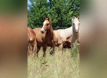 Paint Horse, Merrie, 1 Jaar, 150 cm, Red Dun