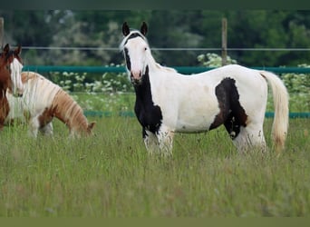 Paint Horse, Merrie, 1 Jaar, 150 cm, Tovereo-alle-kleuren