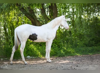 Paint Horse, Merrie, 1 Jaar, 152 cm, Gevlekt-paard