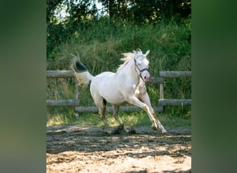 Paint Horse, Merrie, 1 Jaar, 152 cm, Gevlekt-paard