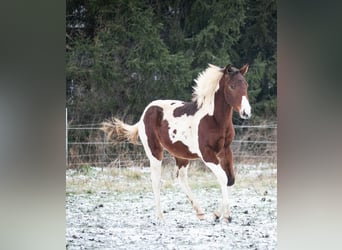 Paint Horse, Merrie, 1 Jaar, 152 cm, Tobiano-alle-kleuren