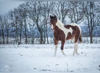 Paint Horse, Merrie, 1 Jaar, 152 cm, Tobiano-alle-kleuren