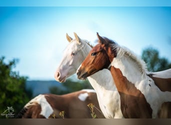 Paint Horse, Merrie, 1 Jaar, 152 cm, Tobiano-alle-kleuren