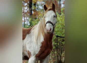 Paint Horse, Merrie, 1 Jaar, 153 cm, Overo-alle-kleuren
