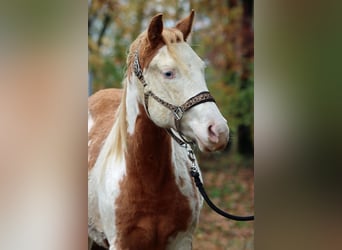 Paint Horse, Merrie, 1 Jaar, 153 cm, Overo-alle-kleuren