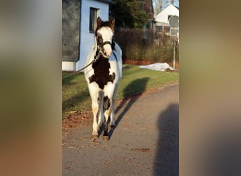 Paint Horse, Merrie, 1 Jaar, 153 cm, Overo-alle-kleuren