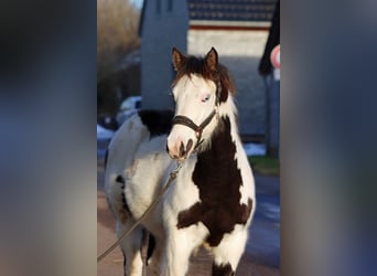 Paint Horse, Merrie, 1 Jaar, 153 cm, Overo-alle-kleuren