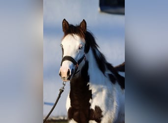 Paint Horse, Merrie, 1 Jaar, 153 cm, Overo-alle-kleuren