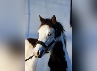 Paint Horse, Merrie, 1 Jaar, 153 cm, Overo-alle-kleuren