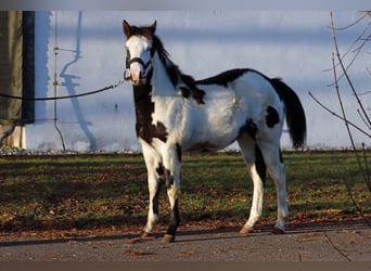 Paint Horse, Merrie, 1 Jaar, 153 cm, Overo-alle-kleuren