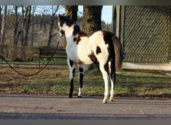 Paint Horse, Merrie, 1 Jaar, 153 cm, Overo-alle-kleuren