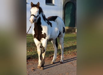 Paint Horse, Merrie, 1 Jaar, 153 cm, Overo-alle-kleuren