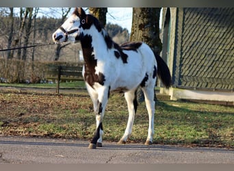 Paint Horse, Merrie, 1 Jaar, 153 cm, Overo-alle-kleuren