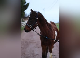 Paint Horse, Merrie, 1 Jaar, 154 cm, Bruin