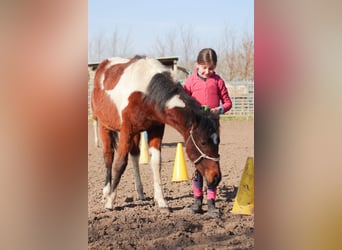 Paint Horse, Merrie, 1 Jaar, 154 cm, Bruin