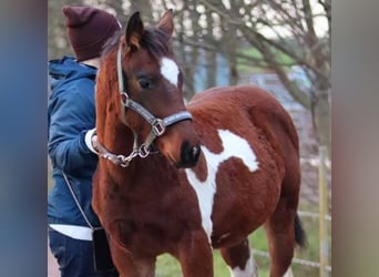 Paint Horse, Merrie, 1 Jaar, 154 cm, Gevlekt-paard