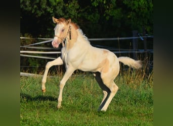 Paint Horse, Merrie, 1 Jaar, 154 cm, Gevlekt-paard