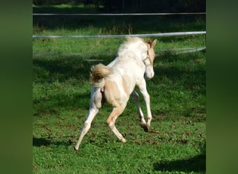 Paint Horse, Merrie, 1 Jaar, 154 cm, Gevlekt-paard