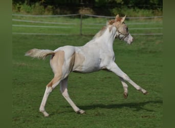 Paint Horse, Merrie, 1 Jaar, 154 cm, Gevlekt-paard