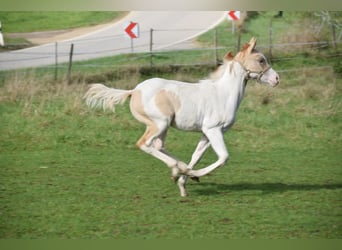 Paint Horse, Merrie, 1 Jaar, 154 cm, Gevlekt-paard