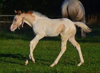 Paint Horse, Merrie, 1 Jaar, 154 cm, Gevlekt-paard