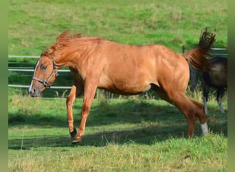 Paint Horse, Merrie, 1 Jaar, 154 cm, Red Dun