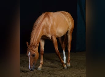 Paint Horse, Merrie, 1 Jaar, 154 cm, Red Dun