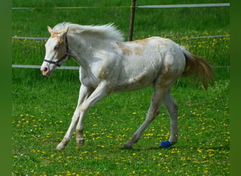 Paint Horse, Merrie, 1 Jaar, 155 cm, Champagne