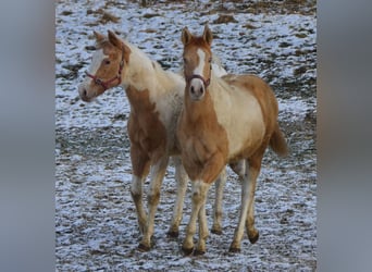 Paint Horse, Merrie, 1 Jaar, 155 cm, Gevlekt-paard