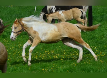 Paint Horse, Merrie, 1 Jaar, 155 cm, Gevlekt-paard