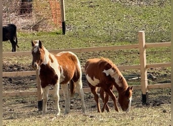 Paint Horse, Merrie, 1 Jaar, 155 cm, Overo-alle-kleuren