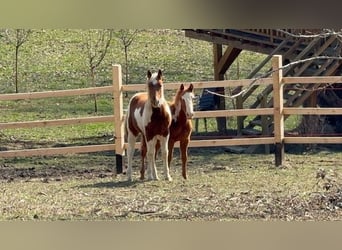 Paint Horse, Merrie, 1 Jaar, 155 cm, Overo-alle-kleuren