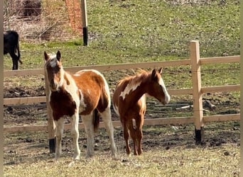 Paint Horse, Merrie, 1 Jaar, 155 cm, Overo-alle-kleuren