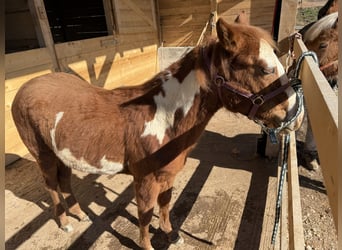 Paint Horse, Merrie, 1 Jaar, 155 cm, Overo-alle-kleuren