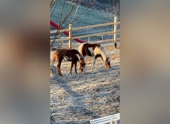 Paint Horse, Merrie, 1 Jaar, 155 cm, Overo-alle-kleuren