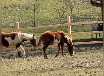 Paint Horse, Merrie, 1 Jaar, 155 cm, Overo-alle-kleuren