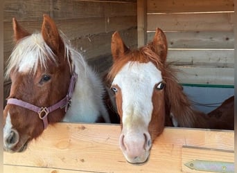 Paint Horse, Merrie, 1 Jaar, 155 cm, Overo-alle-kleuren